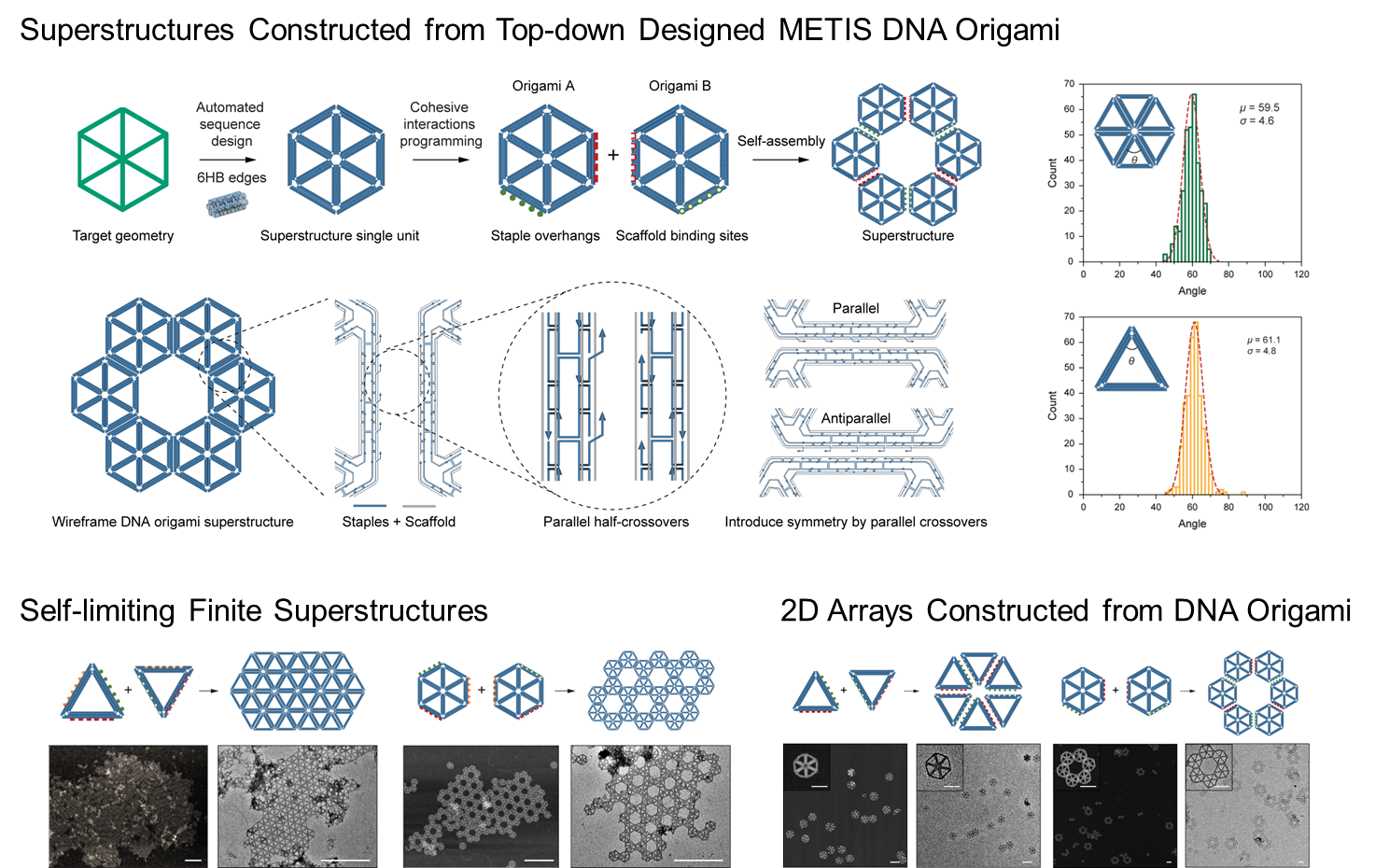 Programming 2D Supramolecular Assemblies with Wireframe DNA Origami